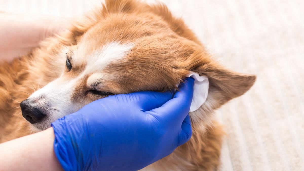 Pet receiving ear cleaning at Fluffy Family